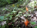 Clavulinopsis aurantiocinnabarina image