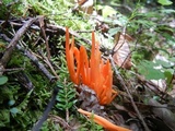 Clavulinopsis aurantiocinnabarina image