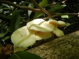 Pleurotus dryinus image