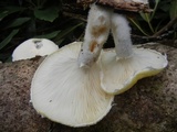 Pleurotus dryinus image