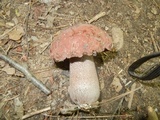 Sutorius eximius image