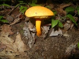 Aureoboletus auriflammeus image