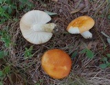 Russula xerampelina var. barlae image
