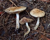Hebeloma hiemale image
