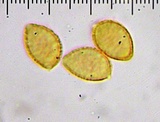 Hebeloma hiemale image