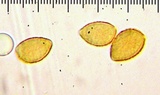 Hebeloma hiemale image