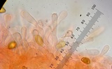 Hebeloma hiemale image