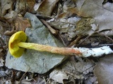 Heimioporus betula image