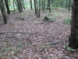 Hygrophorus eburneus image