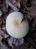 Hygrophorus eburneus image