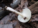 Hygrophorus eburneus image