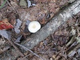 Hygrophorus eburneus image