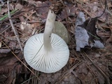Hygrophorus eburneus image