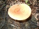 Lactarius volemus image
