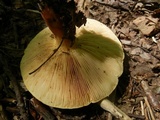 Lactarius volemus image