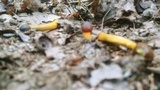 Tolypocladium longisegmentatum image