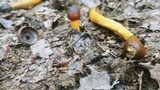 Tolypocladium longisegmentatum image