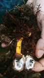 Tolypocladium longisegmentatum image