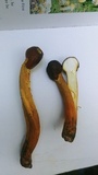 Tolypocladium longisegmentatum image