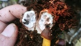 Tolypocladium longisegmentatum image