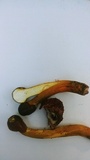 Tolypocladium longisegmentatum image