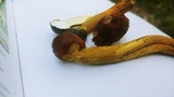 Tolypocladium longisegmentatum image