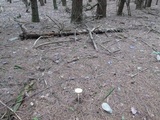 Amanita frostiana image