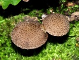 Cystoagaricus hirtosquamulosus image