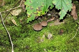 Cystoagaricus hirtosquamulosus image