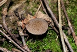 Cystoagaricus hirtosquamulosus image