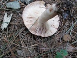 Lactarius vinaceorufescens image