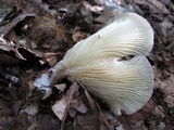 Hohenbuehelia petaloides image