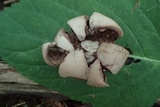 Geastrum triplex image
