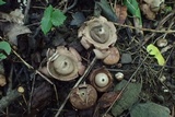 Geastrum triplex image