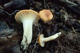 Cuphophyllus pratensis image