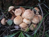 Pholiota squarrosa image