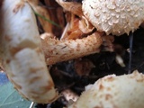Pholiota squarrosa image