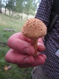 Pholiota squarrosa image