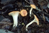 Cuphophyllus pratensis image