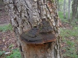 Phellinus robiniae image