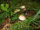 Gymnopus confluens image
