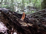 Pseudocolus fusiformis image