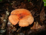 Lactarius volemus image
