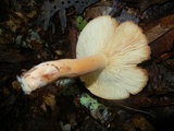 Lactarius volemus image
