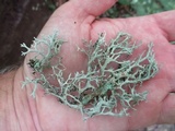 Pseudevernia consocians image