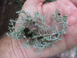 Pseudevernia consocians image