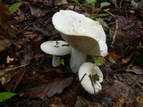 Lactarius piperatus image