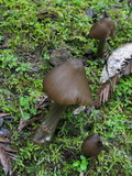 Entoloma strictius image