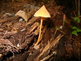 Entoloma quadratum image
