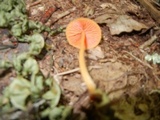 Entoloma quadratum image